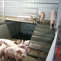 GPPMF aux Pays-Bas: Découverte des plateformes en élevage